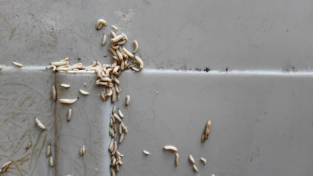 Close up Maggots crawling in the trash bin.