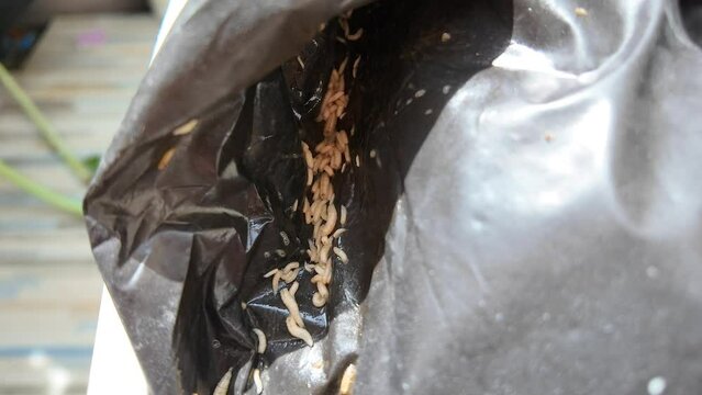 Close up Maggots on garbage bags in trash can.