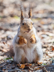 Fototapeta premium Squirrel in autumn or spring with nut on the green grass with fallen yellow leaves