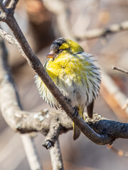 Eurasian siskin male, latin name spinus spinus, sitting on branch of tree. Cute little yellow songbird.