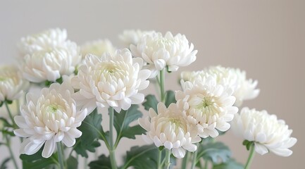 white chrysanthemum flowers
