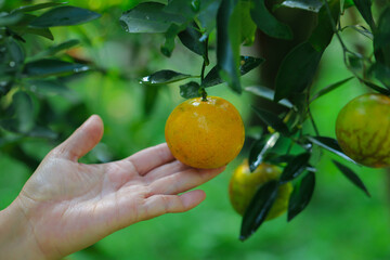 Hand touching orange hairYellow orange variety (Sai Nam Phueng)Hand touching the orange hair on the tree