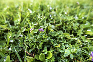 Wet grass in the field