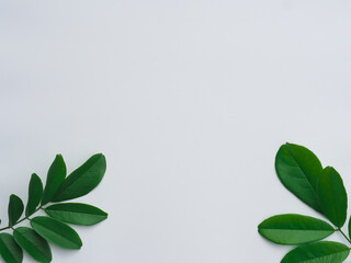 Fresh green leaves on white paper surface for minimal style copy space.    