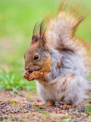 Squirrel eats a nut while sitting in green grass. Eurasian red squirrel, Sciurus vulgaris