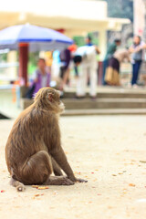 Monkey is eating snack and sitting on the ground in the afternoon