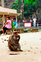 Monkey is eating snack and sitting on the ground in the afternoon