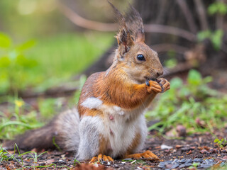 Squirrel eats a nut while sitting in green grass. Eurasian red squirrel, Sciurus vulgaris