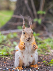Squirrel eats a nut while sitting in green grass. Eurasian red squirrel, Sciurus vulgaris