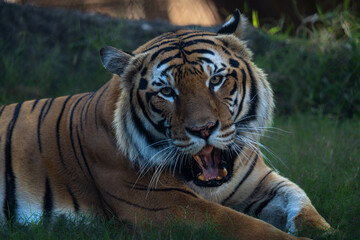 Obraz premium Tiger Close Up