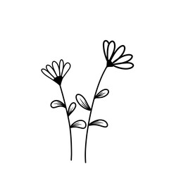 Wild flower sketch