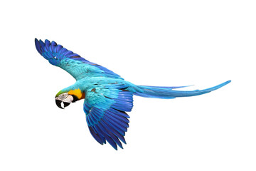Colorful flying Blue and Gold Macaw parrot isolated on transparent background png file