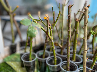 Rose plant branches planted in cocapeat for grafting , Grafted rose flower