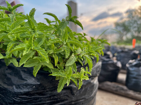 Papermint mint plant. Peppermint plants in a pot. Fresh mint growing in a flowerpot. 