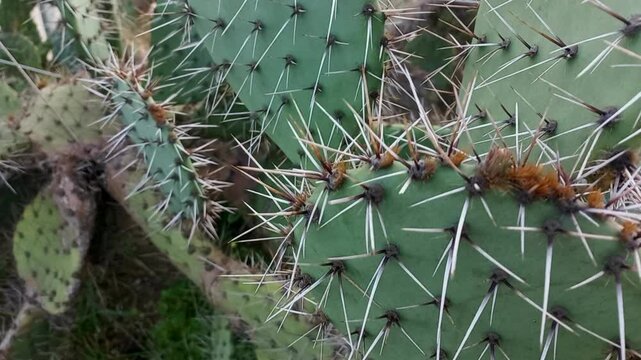 Cactus with round, green leaves, with large thorns, a succulent plant that thrives in dry climates