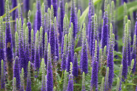 Veronica spicata, spiked speedwell plant with violet flowers.