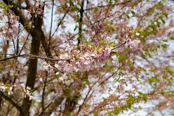 Obraz premium cherry blossom sakura in spring season with blue sky background