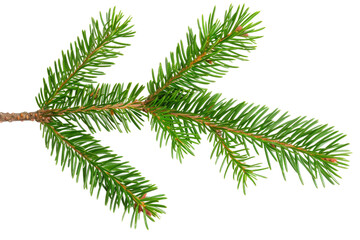 A spruce branch isolated on transparent background