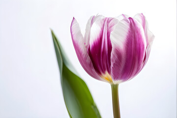 Fototapeta premium Studio Shot of White and Purple Colored Tulip Flower Isolated on White Background. Large Depth of Field