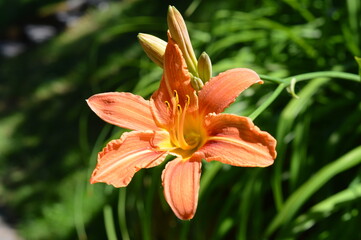 Orange day-lily Plant close-up photo on a sunny day, light from above DSLR camera 55 mm 