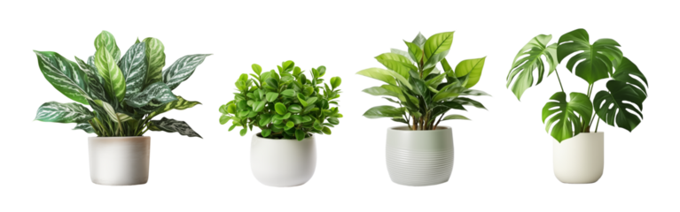 Set of potted plant for interior decoration isolated on transparent background
