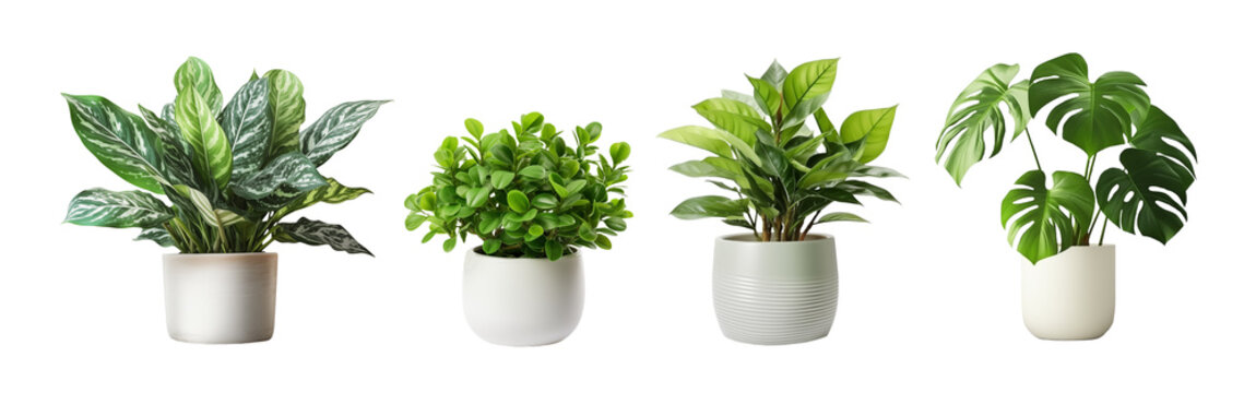 Set of potted plant for interior decoration isolated on transparent background