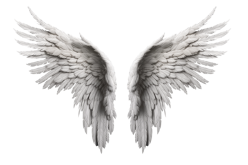 White wings isolated on transparent background