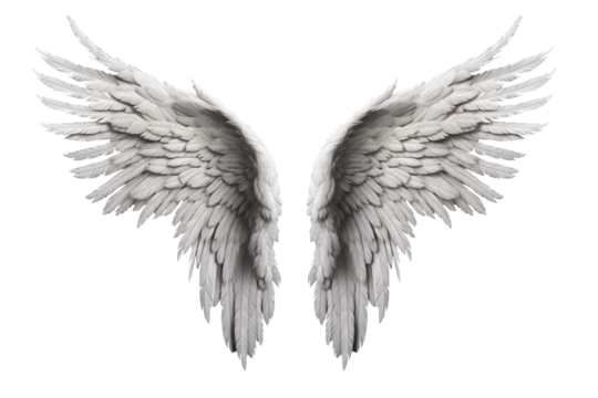 White wings isolated on transparent background