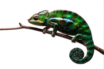 side view of a veiled chameleon, Chamaeleo calyptratus, isolated on white