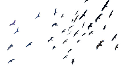 pigoens flying in the sky png