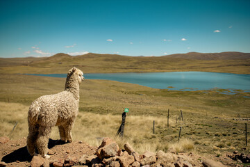obeja junto al lago en Puno 