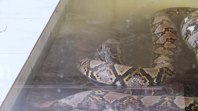 Footage of a boa snake sitting underwater in a cage. Python close-up of head and body.



