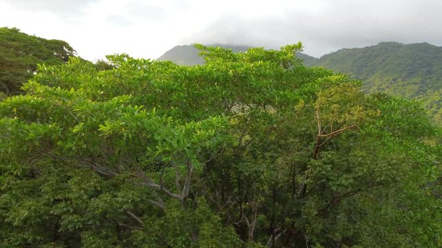 Drone flies around tree in Santa Marta Forest during cloudy and windy weather, with lush mountains in the background.