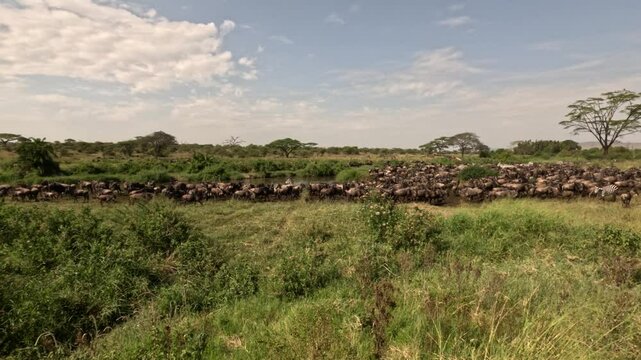 Wildebeest and Zebras at a watering hole in Serengeti National Park, Tanzania, Africa.