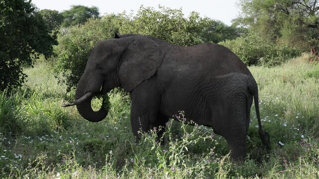 Elephant in Serengeti National Park, Tanzania, Africa. Clip 5.
