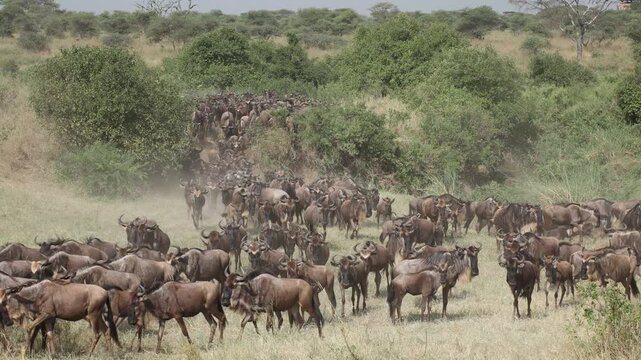 The Great Migration, Wildebeest migrating in Serengeti National Park, Tanzania Africa. Clip 3
