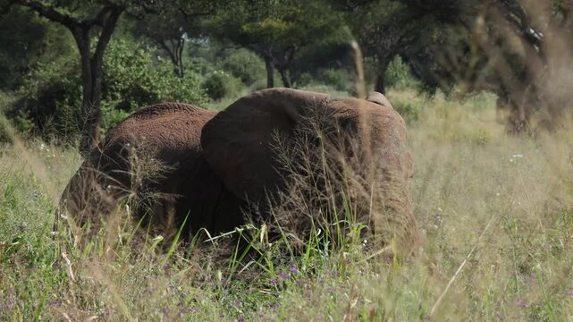 Elephant in Serengeti National Park, Tanzania, Africa.
