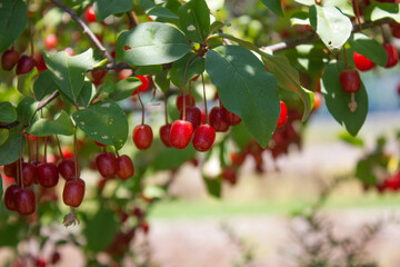 Ripe Autumn Olive Berries (Elaeagnus Umbellata) growing on a branch . oleaster