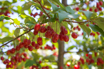 Ripe Autumn Olive Berries (Elaeagnus Umbellata) growing on a branch . oleaster