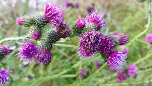 many purple thistle flowers grow on the bush, Thistle flower, Carduus acanthoides L.