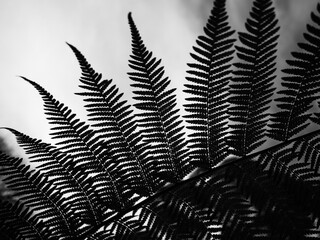 Fern leaves
