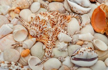 Conch Sea shells and starfish beautifully neatly laid out as a background or texture as a concept of a sea resort rest and vacation