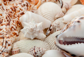 Conch Sea shells and starfish beautifully neatly laid out as a background or texture as a concept of a sea resort rest and vacation