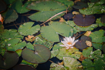 Blome, Latvia - September 11, 2023 - Close-up of a white water lily surrounded by green lily pads floating on a pond, creating a serene and natural scene. Copy space.