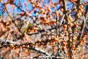A plant with orange berries, Sea buckthorn. Wild thickets.