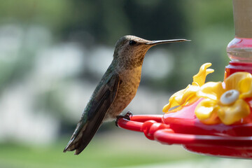 Hummingbird drinking nectar from a red and yellow feeder