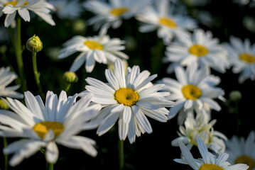 White daisies in the garden