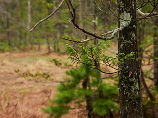 初夏の雨の日の国立公園上高地の森の新緑と山の風景
