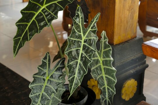 Alocasia Amazona, Alocasia Polly, African Mask Plant or Daun Kuping Gajah grow in pot. Decoration in terrace. This plant have patterned leaves, clear and shiny leaf lines