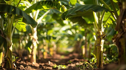 Fototapeta premium Rows of thriving banana trees and vibrant papaya plants in the background showcasing the abundance of produce available at this tropical farmtotable paradise.